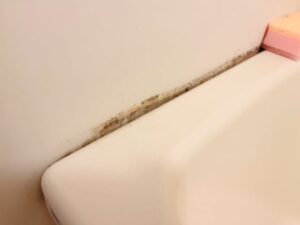 カビを綺麗に掃除したい